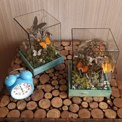 تراریوم پروانه بزرگ سایز2