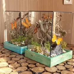 تراریوم پروانه کوچک سایز1