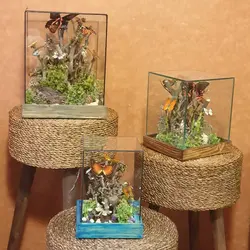 تراریوم پروانه کوچک سایز1