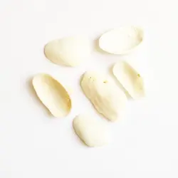 صدف طبیعی بسته 30 عددی shell 3006 - فروشگاه اینترنتی ایـــشومر