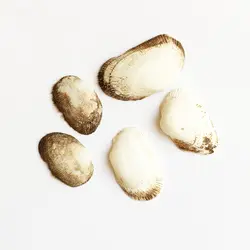 صدف طبیعی پرز دار 5 عددی shell 3009 - فروشگاه اینترنتی ایـــشومر