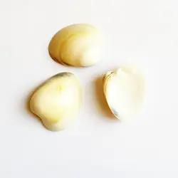 صدف طبیعی 8 عددی shell 3010 - فروشگاه اینترنتی ایـــشومر