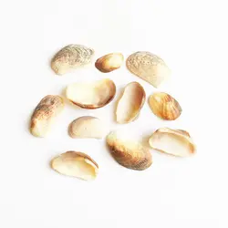 صدف طبیعی 55 عددی shell 3012 - فروشگاه اینترنتی ایـــشومر