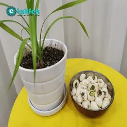 خرید شکر پنیر پسته ای جلیلی