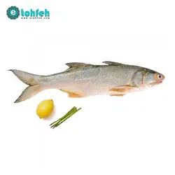 خرید ماهی راشگو - بهترین ماهی راشگو تازه با قیمت مناسب