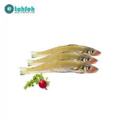 ماهی شورت