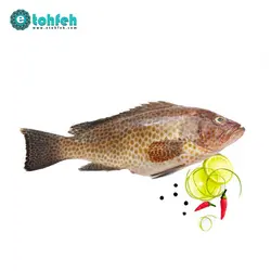 ماهی هامور