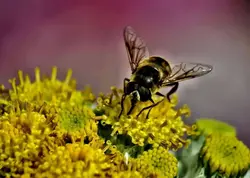 اکستنشن تیوب فوکوس اتوماتیک میک برای کانن Meike Auto Focus Macro Extension Tube