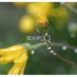 اکستنشن تیوب فوکوس اتوماتیک برای کانن