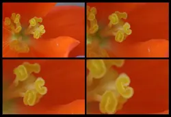 اکستنشن تیوب فوکوس دستی برای نیکون