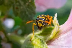 اکستنشن تیوب فوکوس دستی برای نیکون