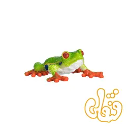 قورباغه چشم قرمز درختی Red Eyed Tree Frog 387299