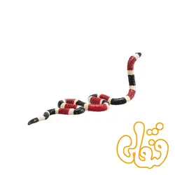 مار زغالی Coal Snake 387251