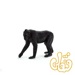 بوزینه کاکلدار سیاه Black Crested Macaque 387182