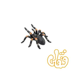 رطیل پا قرمز Red Kneed Tarantula  387213