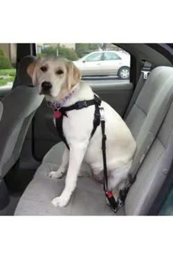 کمر سگ گربه ماشین اکسسوری یقه برند AYACO کد 1706944395