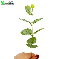 برگ مصنوعی برگ اکالیپتوس