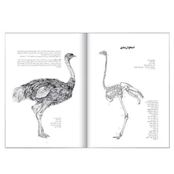 کتاب چگونه از پرندگان طراحی کنیم (بهنام شریفی)