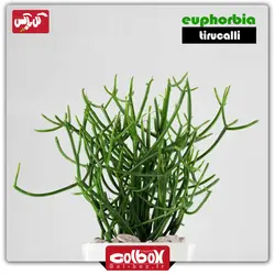 گیاه افوربیا تیروکالی