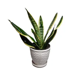 گیاه سانسوریا کراواتی ابلق‎