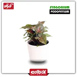 گیاه سینگونیوم برنزی (مسی یا حنایی)