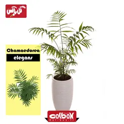 گیاه نخل شامادورا Chamaedorea elegans