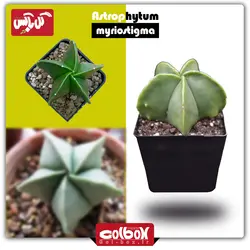 گل کاکتوس آستروفیتوم