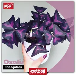 گل اگزالیس بنفش (گیاه عشق)