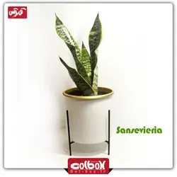 گیاه سانسوریا امریکن‎