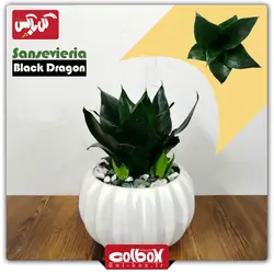 سانسوریا بلک دراگون (مینیاتوری)