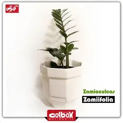 گیاه زامیفولیا سبز