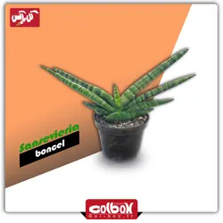 گل سانسوریا بونسل