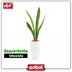 گل سانسوریا شمشیری ابلق تک غلاف