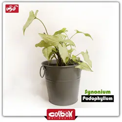 گل سینگونیوم پیکسی ابلق (مینیاتوری)
