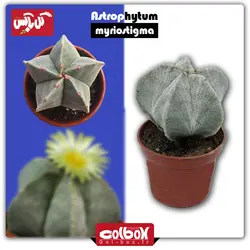 گل کاکتوس آستروفیتوم Astrophytum Myriostigma