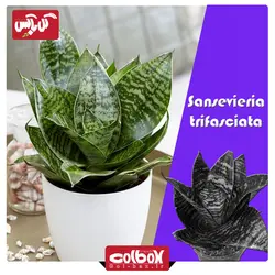 گل سانسوریا مینیاتوری سبز