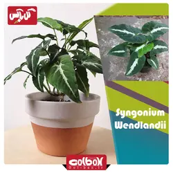 گل سینگونیوم مخملی ‎