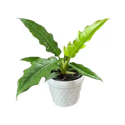 گیاه فیلودندرون کنگره ای سبز