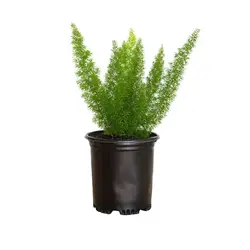 گیاه شویدی دم روباهی‎