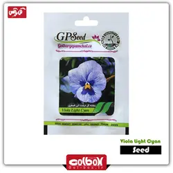 بذر گل بنفشه گل درشت آبی فسفری