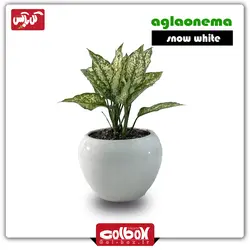 گیاه آگلونما برفی
