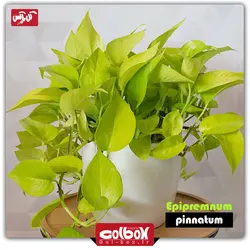 گیاه پتوس نئون‎