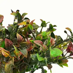 بوته برگ مصنوعی مدل گیاه آپارتمانی پلاستیکی کد 4