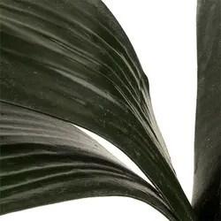 برگ ارکیده مصنوعی لمسی ریشه دار