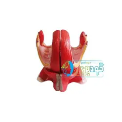 خرید، قیمت و مشخصات مولاژ دستگاه تناسلی زن