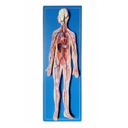 خرید، قیمت و مشخصات مولاژ دستگاه گردش خون