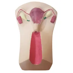 قیمت، خرید و مشخصات مولاژ آموزش IUD گذاری