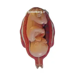 مولاژ 8 مرحله ای جنین