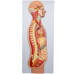 مولاژ دستگاه عصبی خودکار ( غیر ارادی )