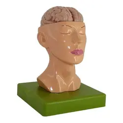 مولاژ سر با نمایش مغز